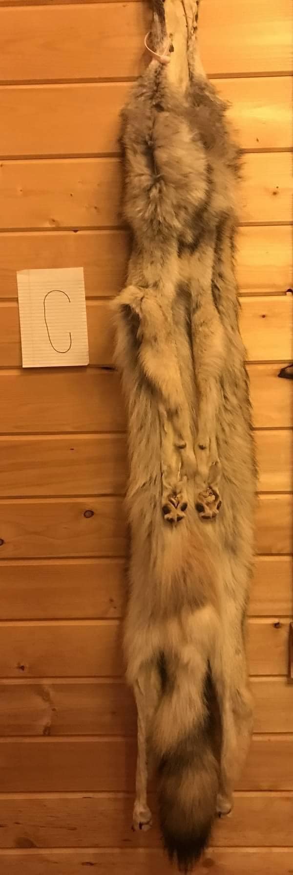 Paul Antczak wolf pelts Paul Antczak wolf pelts