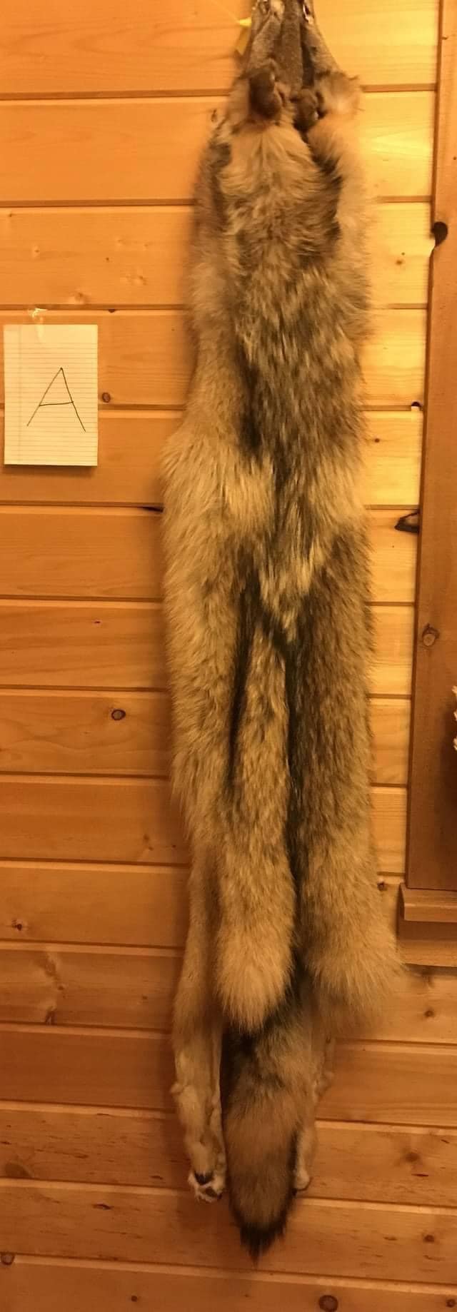 Paul Antczak wolf pelts Paul Antczak wolf pelts